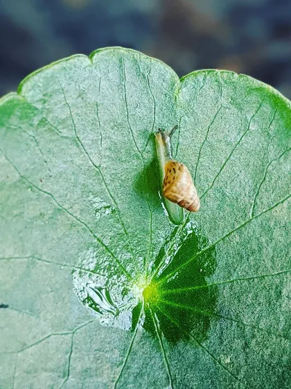 We found this tiny snail on a leaf after the rain. Using a magnifying glass, the children were able to observe its delicate shell and slow movement, a perfect lesson in patient observation.