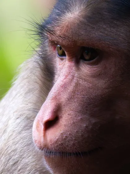 An extreme close-up of a monkey's face, showing the detail and expression that make these primates so relatable.