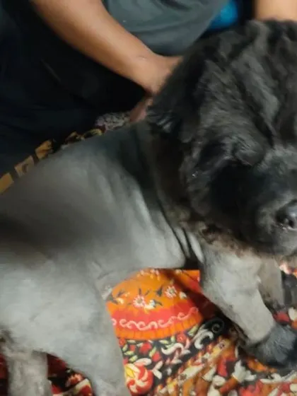 A side view of the Chow Chow with a lion cut. You can see the detail in the mane around the head, while the body is trimmed short for comfort.