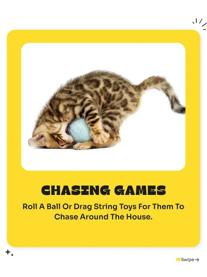 Chasing games are a fantastic way for cats to stay active. Simple toys like a ball of yarn or a string toy can provide hours of entertainment around the house.