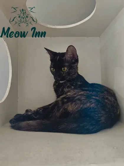 Even the most social cats need their private time. This guest is enjoying the quiet and security of her personal suite, a cozy hideaway for napping or just relaxing.
