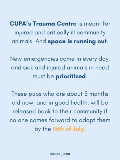 These puppies are healthy and about 3 months old, but our Trauma Centre is running out of space for new emergencies. They will have to be released if no one comes forward to adopt them.