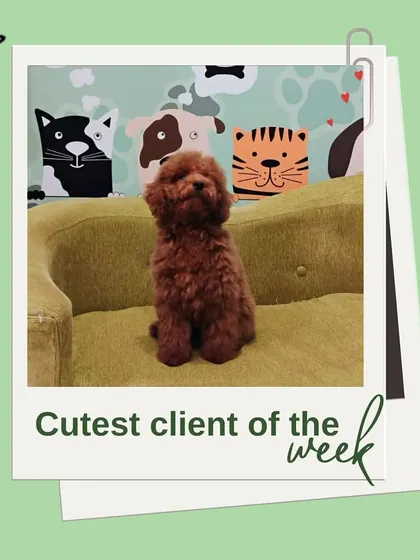 This fluffy brown poodle is stealing hearts as one of our cutest clients. We specialize in maintaining poodle coats to keep them curly and mat-free.