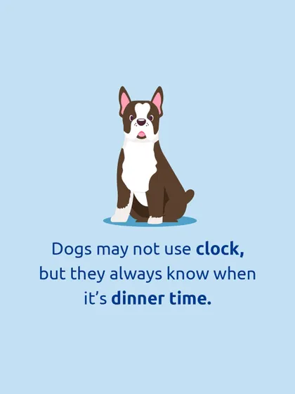 Dogs may not have a clock, but their internal dinner alarm is never wrong.
