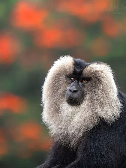An endangered Lion-tailed Macaque poses against a colorful backdrop of blooming spathodea flowers in Valparai. This is the best place in the world to see and photograph these amazing primates.