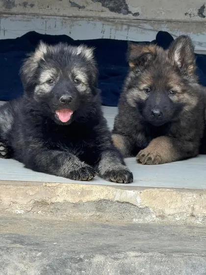 Two puppies from the Karma x Renzo "Wolf Pack" litter. Notice the variation in coat and the consistent, strong build. These pups are bred to be versatile working dogs.