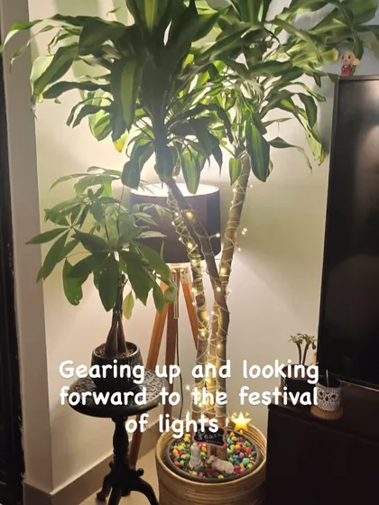 Even a single indoor plant can be dressed up for a festival. We wrapped this Dracaena with simple fairy lights to bring a bit of festive sparkle indoors.