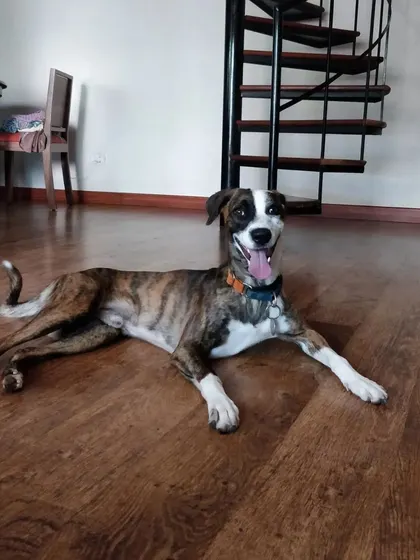 A happy and relaxed Jager after a playful afternoon. You can see he's totally comfortable and at ease on his home turf.