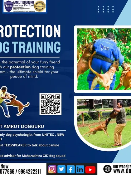 This graphic explains how our protection dog training program can unlock your dog's potential, providing the ultimate shield for your peace of mind.