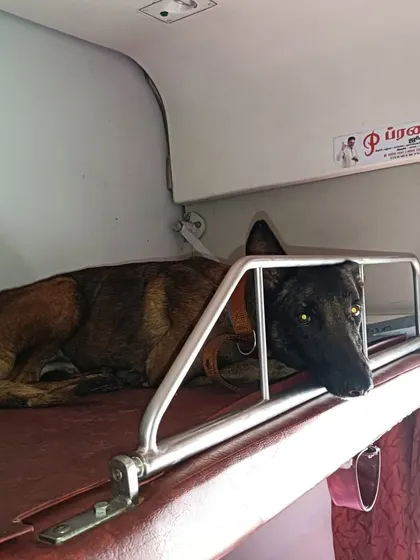 A military K9 resting comfortably on the top berth of a train coupe during the journey from Chennai to Delhi. We ensure they have a secure and restful environment.
