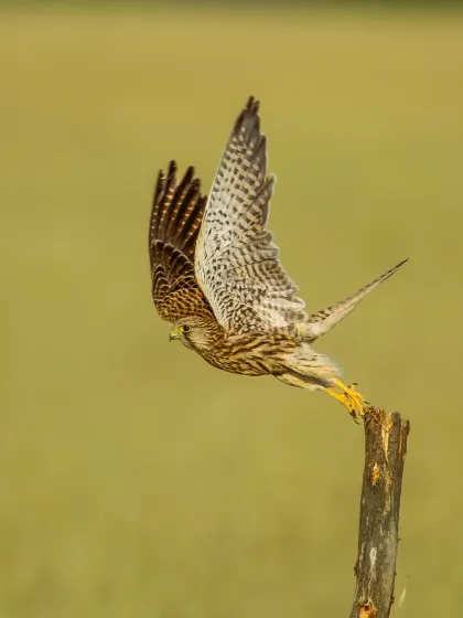 A Common Kestrel launches into flight from a perch in Tal Chappar Sanctuary. This shot demonstrates the kind of dynamic, split-second action we aim to capture on my birding tours, freezing a moment of pure grace and power.