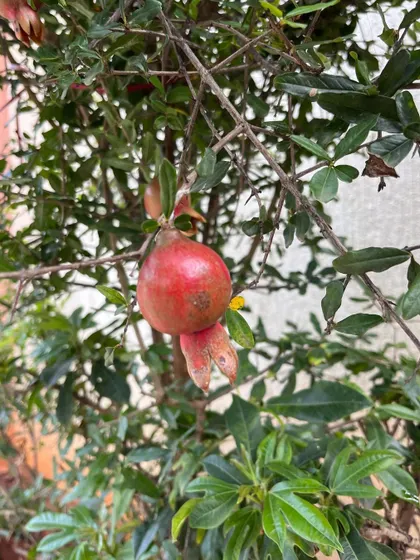 Another view of a pomegranate, a versatile ingredient in my natural dyeing toolkit. Nature provides us with everything we need to create color.