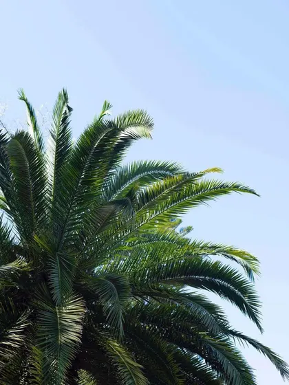 A simple, beautiful shot of a healthy Date Palm's fronds against the sky. These palms are hardy and well-suited for the climate in and around Gurugram.
