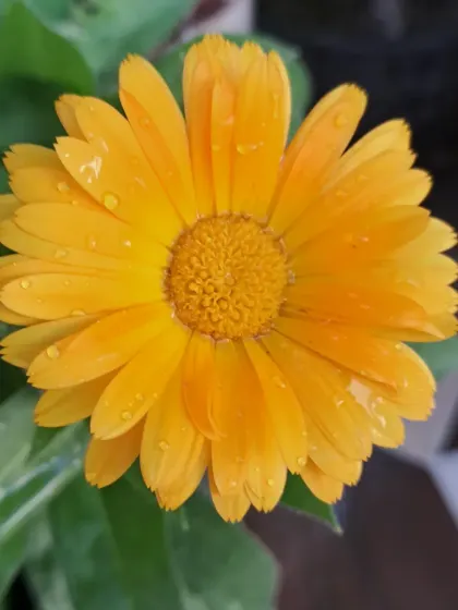 This is a Calendula flower, another great choice for winter blooms.