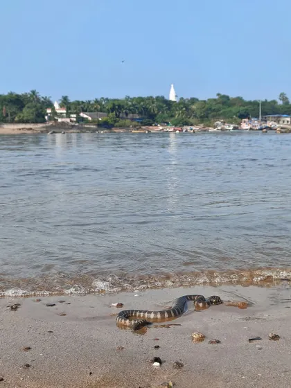A Malacca Sea Snake washed ashore. The coast is also home to other marine life like sharks and anemones, all of which are impacted by human activity and pollution.