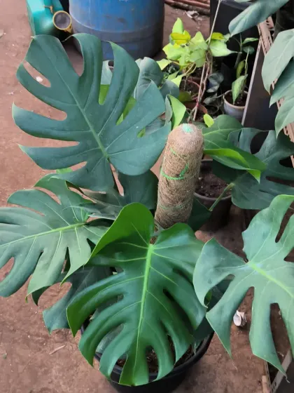 This is a top-quality Monstera Deliciosa, with deep splits in its mature leaves. We grow them on moss poles to encourage this characteristic fenestration.