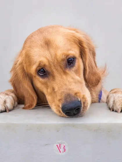Asher peeking over a ledge with his soulful eyes. Even high-energy dogs have their quiet, contemplative moments.