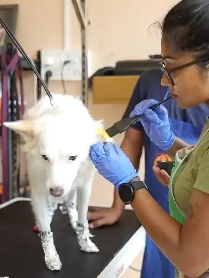 Our head groomer Mamppi at work, adding a creative touch with pet-safe coloring. Her passion for animals is matched by her creative flair and dedication to their well-being.