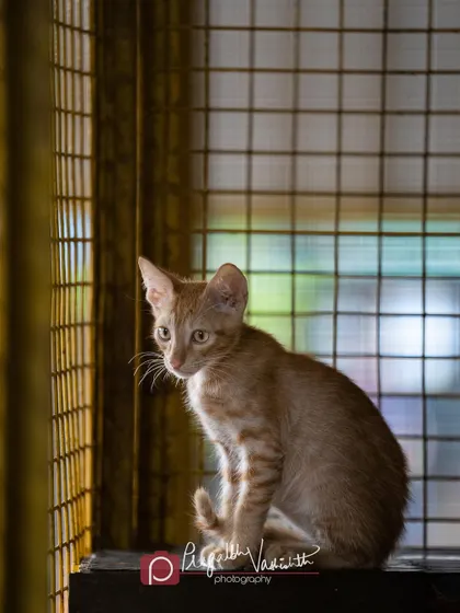 This is Cheddar, a ginger kitten at the shelter, looking out from his enclosure. The natural light from the window beautifully illuminates his silhouette. These quiet, observant moments are just as important to capture as playful ones.