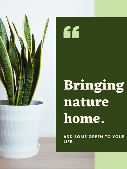 The Snake Plant, also known as mother-in-law's tongue, is one of our most popular plants. It's incredibly resilient and a top air purifier, making it a stylish and practical addition to any room in your house.