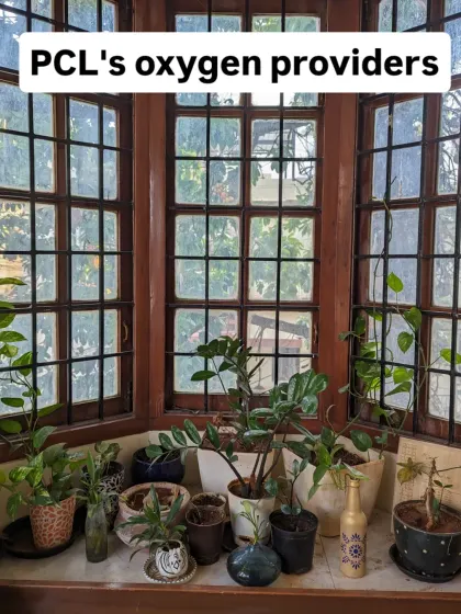 Meet our oxygen providers! We love having lots of plants around the lab to keep the space feeling fresh and green.