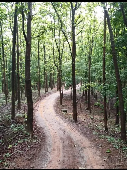 A winding dirt road through a forest. This image is a simple reminder to trust the journey. Every detour is a blessing.