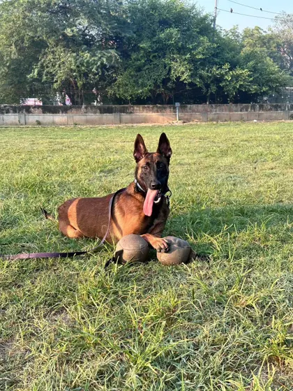 A dog's focus on their reward is everything. My leather reward ball is designed for working dogs. It's tough enough for a strong grip but has the right texture to be a high-value reward that dogs love to work for.