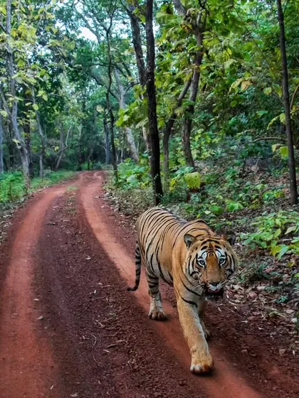 The massive male tiger Chota Matka on a private tour in Tadoba. Using a wide-angle lens for a head-on walk creates an immersive, powerful perspective.