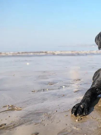 A happy black Labrador relaxes on the wet sand of the beach, with the ocean waves in the background. This is a moment of pure contentment after a fun-filled swim.