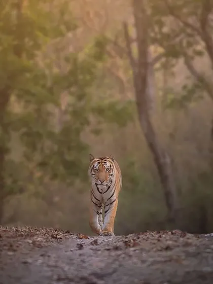 A tiger walking towards the camera in the soft, diffused light of dusk. This atmospheric shot captures the quiet solitude of the jungle as the day ends.