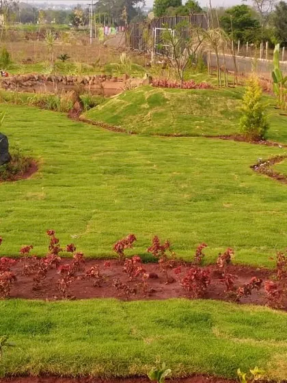 A newly established lawn with curved flower beds planted with red and green foliage. This shows a complete softscaping project with fresh turf and plantings.