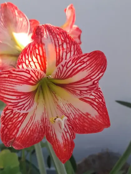 Another view of the Sukhdarshan Lily.