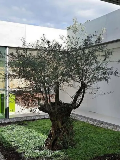 This glass-walled courtyard features an ancient olive tree, adding a sense of history and character to a modern home. The ground is covered with a low-growing plant, creating a soft green carpet around the tree's base.