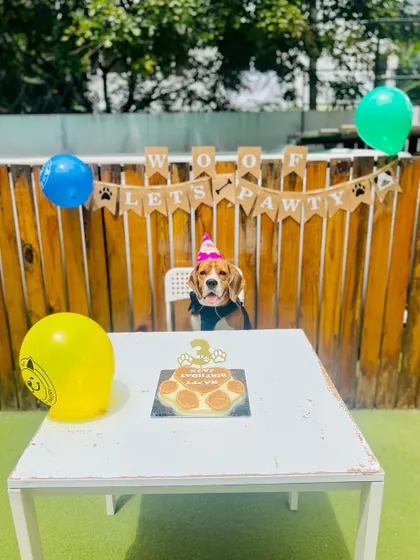 The official portrait of the birthday boy. We make sure your dog is the center of attention, creating picture-perfect moments you'll cherish forever.