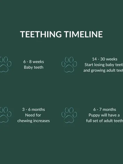 Understanding the puppy teething timeline helps you prepare. From their first baby teeth to a full set of adult teeth around 6-7 months, their need to chew will change, and you need to be ready.