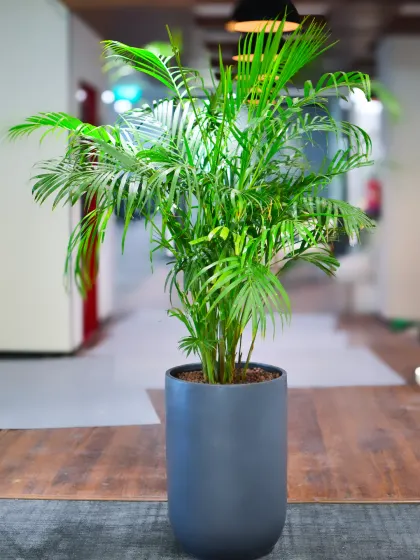 This tall Areca Palm in a modern grey cylindrical planter is perfect for adding a tropical feel and improving air quality in office hallways or reception areas.
