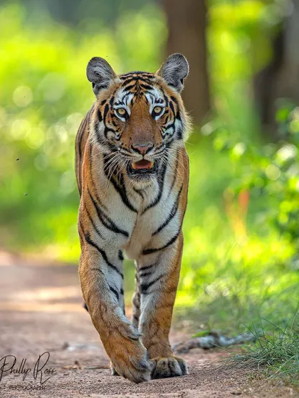 The queen of Bandipur makes her way down a forest track. This image captures the classic, confident stride of a dominant tigress in her prime.