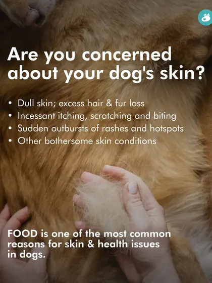 Are you concerned about your dog's constant itching, shedding, or hotspots? Food is often a primary trigger for skin issues. This graphic highlights the common skin problems that can be linked to diet.