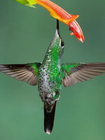 An incredible view of a hummingbird feeding from below, showing the unique iridescent patterns on its underside.