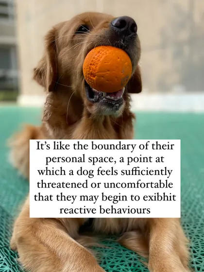 A dog's "critical distance" or "threshold" is the point at which they feel threatened and may react. Understanding this concept is fundamental to my training approach.
