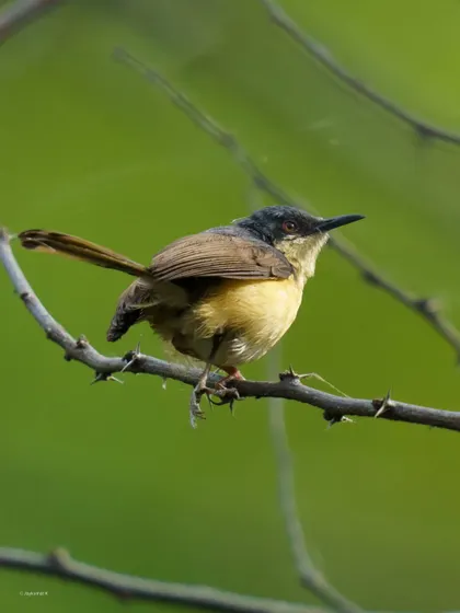 An Ashy Prinia looks up, its tail cocked in a characteristic pose. This portrait captures the energetic personality of the bird.
