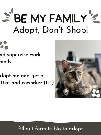 Bean is not just a kitten, she's also a great coworker. She'll supervise your work emails and make sure you take enough breaks for petting.