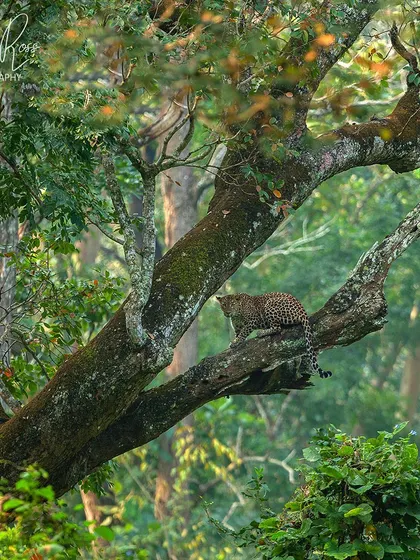 A wide shot showing a leopard high up in an enchanting forest tree in Kabini, demonstrating its incredible climbing ability and giving a sense of the forest's scale.