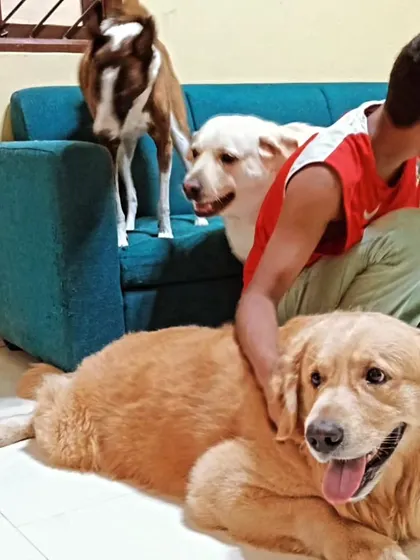 A happy golden retriever getting a good back scratch.