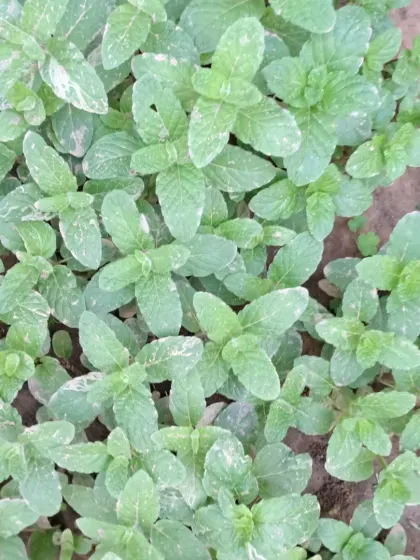 An overhead view of a healthy patch of pudina (mint). This plant spreads quickly and is very rewarding for beginners.