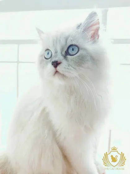 A gorgeous, ethereal portrait of a white cat with stunning blue eyes. We are experienced in caring for a wide variety of cat breeds, including those with special features.