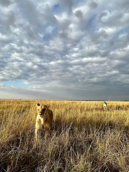 A similar wide-angle shot of a lioness hunting in the tall grass. This technique is something I teach to help photographers create images with a strong sense of place.