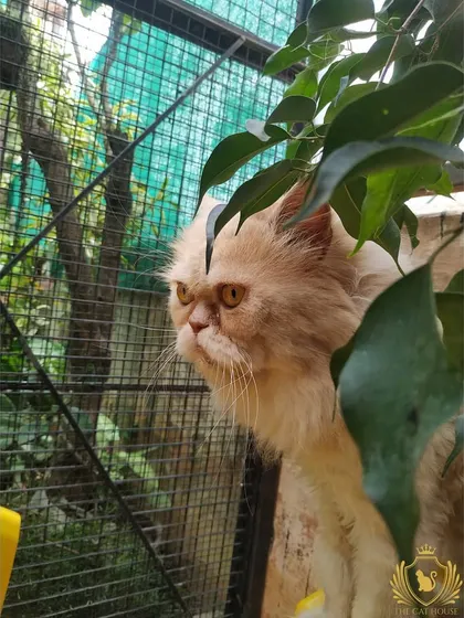 This ginger Persian cat is partially hidden by leaves, enjoying the jungle-like feel of our catio. It's a perfect spot for a game of hide-and-seek.