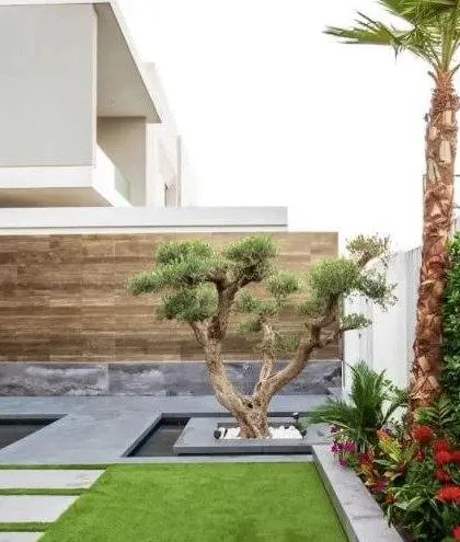 This modern landscape design for a villa features a pristine lawn, a mature olive tree as a centerpiece, and a sleek water feature, blending natural and architectural elements.