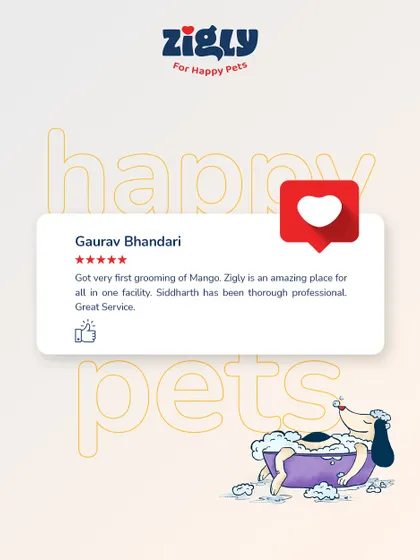 "Got very first grooming of Mango. Zigly is an amazing place for all in one facility." This review highlights the convenience of our integrated services and the professionalism of our staff.